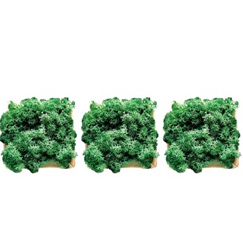 Set 3 tablouri licheni decorativi 10x10cm verde inchis